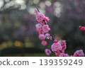 Plum Kenrokuen 139359249