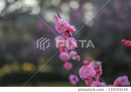 Plum Kenrokuen 139359249