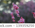 Plum Kenrokuen 139359250