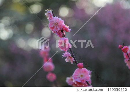 Plum Kenrokuen Plum Kenrokuen 139359250