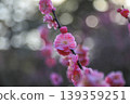 Plum Kenrokuen 139359251