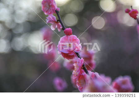 Plum Kenrokuen Plum Kenrokuen 139359251