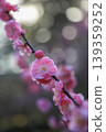 Plum Kenrokuen 139359252