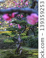 Plum Kenrokuen 139359253