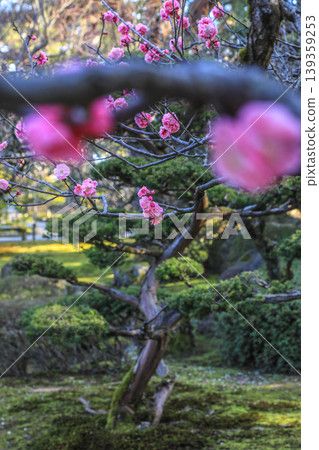Plum Kenrokuen 139359253