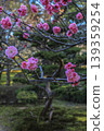 Plum Kenrokuen 139359254