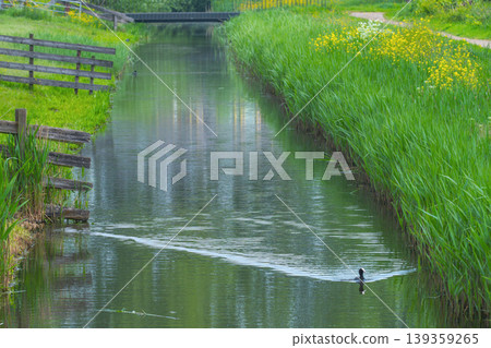 Peaceful Canal With Reeds and Wildflowers Peaceful Canal With Reeds and Wildflowers 139359265
