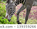 Grey Zebra 139359266