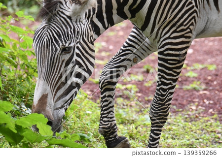 Grey Zebra 139359266
