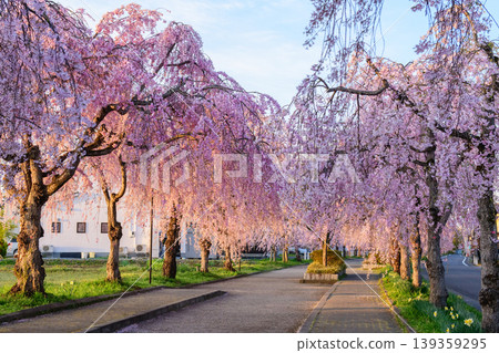 A refreshing morning; the morning sun shines on the weeping cherry trees lining the Nichu Line in Fukushima Prefecture. A refreshing morning; the morning sun shines on the weeping cherry trees lining the Nichu Line in Fukushima Prefecture. 139359295