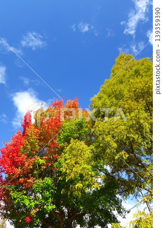 Autumn morning in the park: Japanese maple and metasequoia trees with their vibrant autumn foliage. 139359390