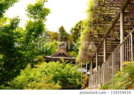 Wisteria trellis and bell tower Wisteria trellis and bell tower 139359439
