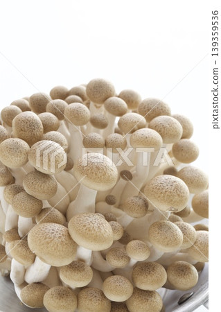Beech Shimeji Beech Shimeji 139359536