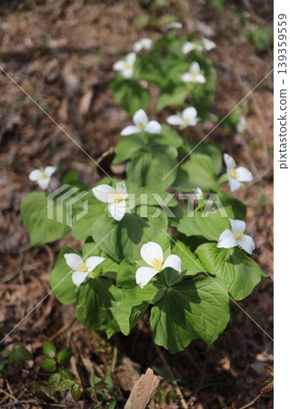 Large-flowered trillium (Trillium kamtschaticum), Liliaceae family, white flowers, Ishikari City, early May. 139359559