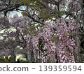 紫藤花盛開，沐浴在春日的陽光下 139359594