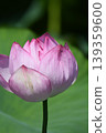 A lotus 139359600