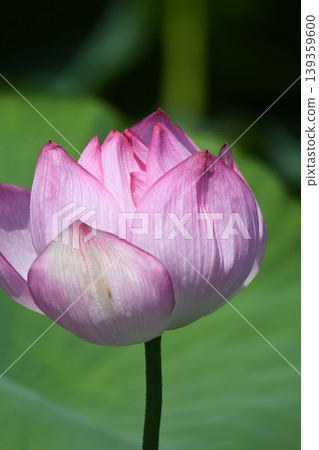 A lotus 139359600