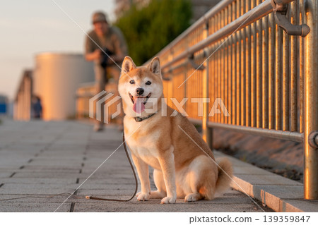 一隻可愛的柴犬坐在夕陽下。柴犬茜 139359847