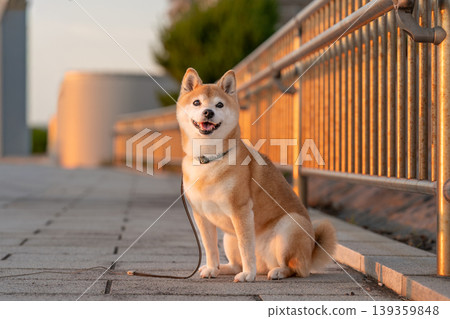 一隻可愛的柴犬坐在夕陽下。柴犬茜 一隻可愛的柴犬坐在夕陽下。柴犬茜 139359848