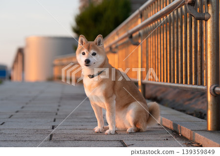 A cute Shiba Inu sitting in the setting sun - Shiba Inu Akane A cute Shiba Inu sitting in the setting sun - Shiba Inu Akane 139359849