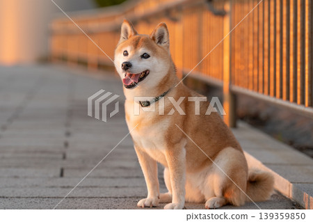 A cute Shiba Inu sitting in the setting sun - Shiba Inu Akane A cute Shiba Inu sitting in the setting sun - Shiba Inu Akane 139359850