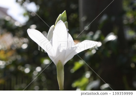 白及花朵在晨光中閃耀 白及花朵在晨光中閃耀 139359999