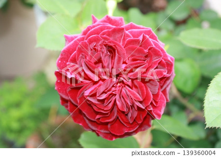 Velvet petals, fragrant deep red rose 139360004