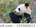 giant panda 139360013