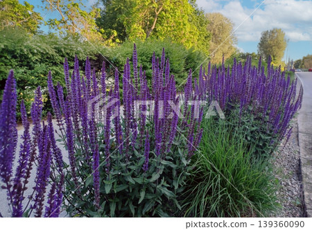Purple salvia flowers blooming along a garden border Purple salvia flowers blooming along a garden border 139360090