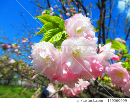 A landscape of double-flowered cherry blossoms photographed in 2026 (Urban Agricultural Park, Adachi Ward, Tokyo) 139360099