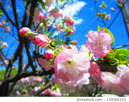A landscape of double-flowered cherry blossoms photographed in 2026 (Urban Agricultural Park, Adachi Ward, Tokyo) 139360101