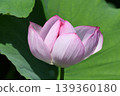 A lotus 139360180