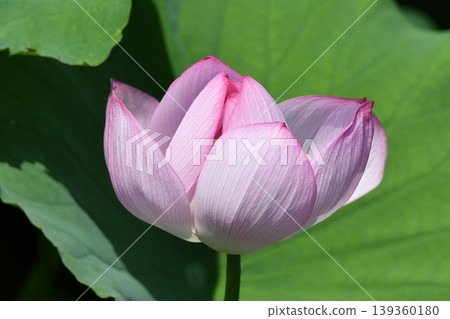 A lotus 139360180