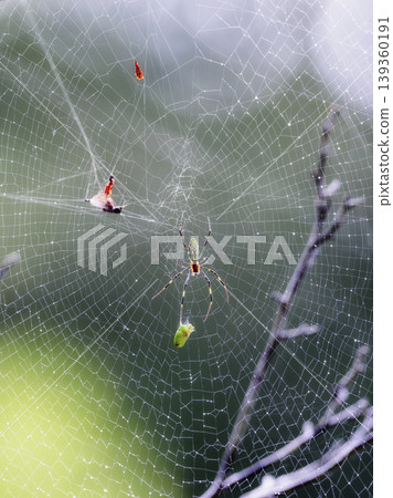 A golden orb-weaver spider approaches its prey, a stink bug, and its web is covered in water droplets. A golden orb-weaver spider approaches its prey, a stink bug, and its web is covered in water droplets. 139360191