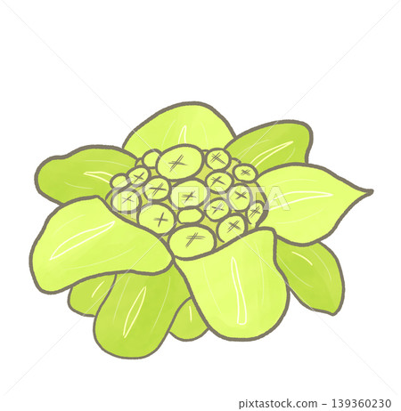 R: More fairytale-like vegetables: Butterbur sprouts ① 139360230