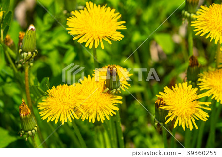 Yellow dandelion flowers Taraxacum officinale. Dandelion on spring sunny day Yellow dandelion flowers Taraxacum officinale. Dandelion on spring sunny day 139360255