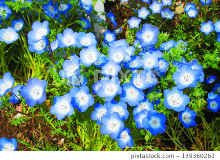 The beautiful scenery of the nemophila fields in Toneri Park (Adachi Ward, Tokyo) The beautiful scenery of the nemophila fields in Toneri Park (Adachi Ward, Tokyo) 139360261
