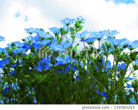 The beautiful scenery of the nemophila fields in Toneri Park (Adachi Ward, Tokyo) The beautiful scenery of the nemophila fields in Toneri Park (Adachi Ward, Tokyo) 139360263