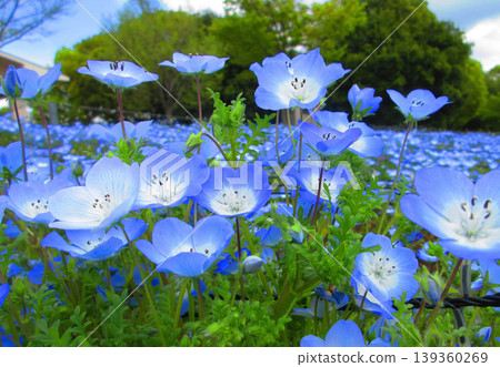 東京足立區舍人公園的粉蝶花田景色優美 東京足立區舍人公園的粉蝶花田景色優美 139360269