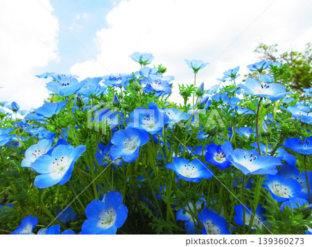 The beautiful scenery of the nemophila fields in Toneri Park (Adachi Ward, Tokyo) The beautiful scenery of the nemophila fields in Toneri Park (Adachi Ward, Tokyo) 139360273