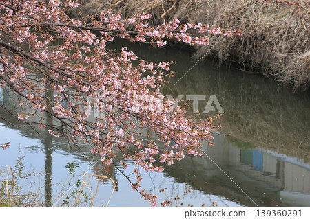Branches of Kawazu cherry blossoms extend over the Aogehori River and bloom. 139360291