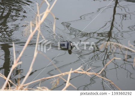 A coot swimming in the Aogebori River. 139360292