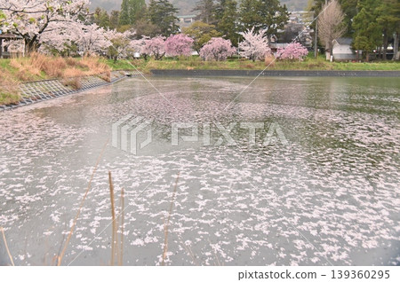 Cherry blossoms adorn the water's surface Cherry blossoms adorn the water's surface 139360295