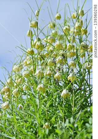 一簇百合花 139360298