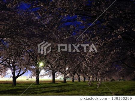 櫻花的風景 櫻花的風景 139360299