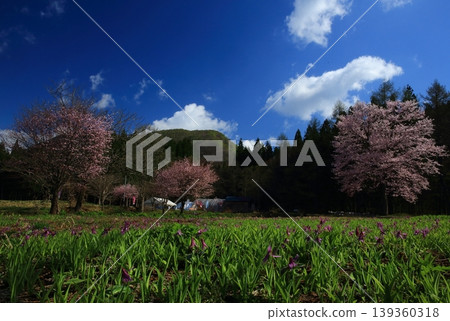 A landscape where clusters of dogtooth violets grow together. 139360318