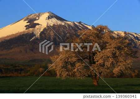 Mt. Iwate and Ikura cherry tree Mt. Iwate and Ikura cherry tree 139360341