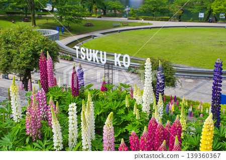 【相模原市】築井湖城山公園的魯冰花盛開 【相模原市】築井湖城山公園的魯冰花盛開 139360367
