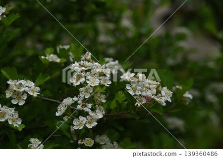 Hawthorn flowers Hawthorn flowers 139360486