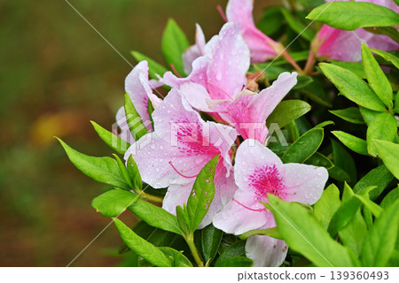 粉紅色的杜鵑花 粉紅色的杜鵑花 139360493